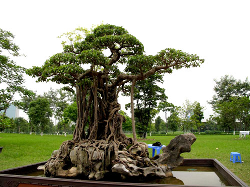 Bonsai, cay canh nghe thuat, cây cảnh nghệ thuật, cay the, cây thế, triển lãm bonsai, trien lam bonsai, triển lãm cây thế, trien lam cay the