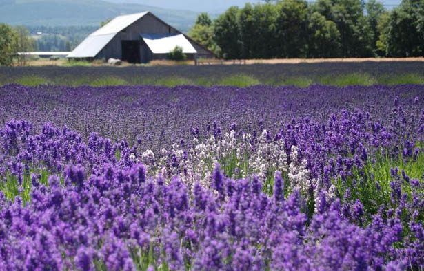 Hạt giống hoa oải hương, hat giong hoa oai huong, hạt giống hoa Lavender, bán hạt giống hoa Lavender