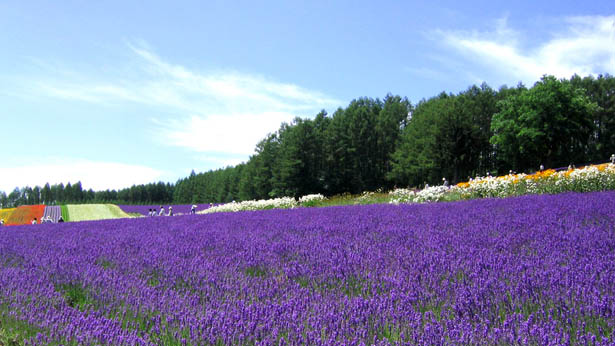 Hạt giống hoa oải hương, hat giong hoa oai huong, hạt giống hoa Lavender, bán hạt giống hoa Lavender