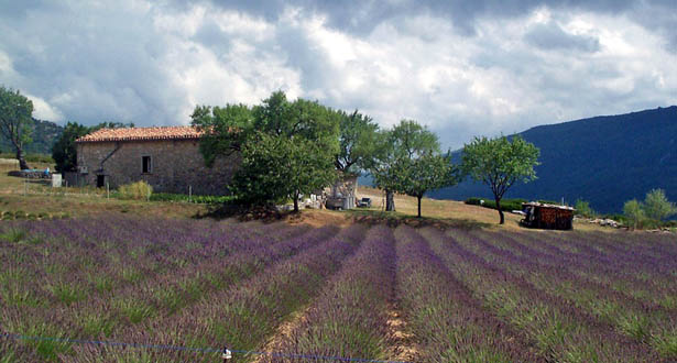 Hạt giống hoa oải hương, hat giong hoa oai huong, hạt giống hoa Lavender, bán hạt giống hoa Lavender