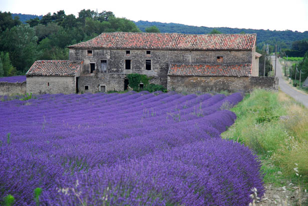 Hạt giống hoa oải hương, hat giong hoa oai huong, hạt giống hoa Lavender, bán hạt giống hoa Lavender