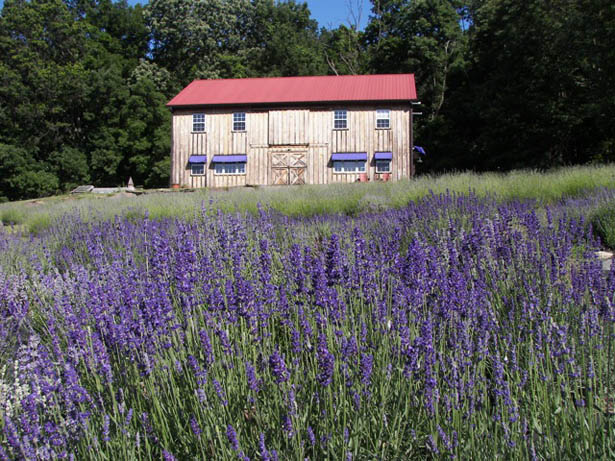 Hạt giống hoa oải hương, hat giong hoa oai huong, hạt giống hoa Lavender, bán hạt giống hoa Lavender