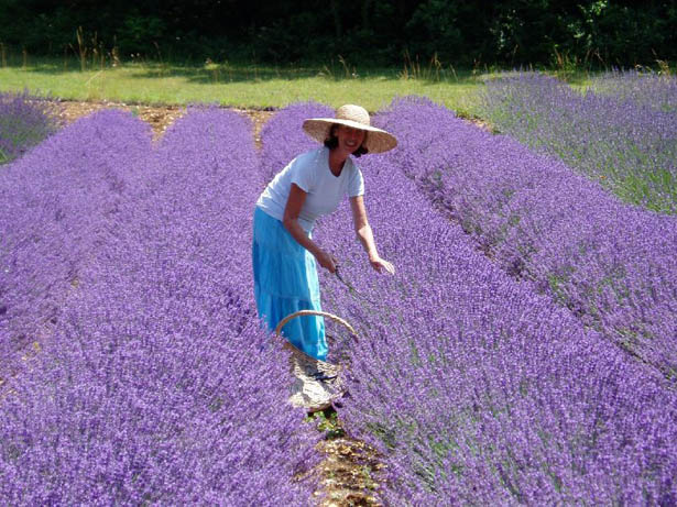 Hạt giống hoa oải hương, hat giong hoa oai huong, hạt giống hoa Lavender, bán hạt giống hoa Lavender