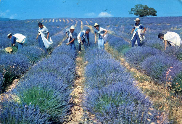 Hạt giống hoa oải hương, hat giong hoa oai huong, hạt giống hoa Lavender, bán hạt giống hoa Lavender