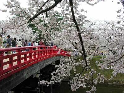 Hạt giống hoa, hoa treo, dạ yến thảo, hoa treo ban công, hạt giống hoa oải hương, bán hạt giống hoa oải hương, hat giong hoa oai huong, hạt giống  chất lượng cao, hat giong hoa , hat giong hoa chat luong cao, hoa trong tham, hoa trong chau,