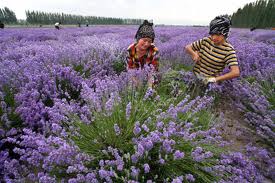 Hạt giống hoa, hoa treo, dạ yến thảo, hoa treo ban công, hạt giống hoa oải hương, bán hạt giống hoa oải hương, hat giong hoa oai huong, hạt giống  chất lượng cao, hat giong hoa , hat giong hoa chat luong cao, hoa trong tham, hoa trong chau,