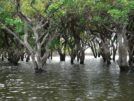 Thiết kế sân vườn, thiết kế sân vườn biệt thự, thiết kế sân vườn đẹp, sân vườn biệt thự, sân vườn sinh thái, biệt thự sinh thái, thiết kế sân vườn tiểu cảnh, thiết kế sân vườn cảnh quan, thiết kế hồ Koi, thiết kế hồ cá Koi, thiết kế hồ cá chép Nhật, thiết kế hồ cá chép rồng, thiết kế vườn treo, thiết kế vườn trên mái, thiết kế vườn nước, thiết kế vườn Nhật, thiết kế vườn khô, thi công sân vườn, thi công sân vườn biệt thự, thi công sân vườn đẹp, thi công sân vườn tiểu cảnh, thi công sân vườn cảnh quan, thi công tiểu cảnh, thi công cảnh quan, thi công hồ Koi, thi công hồ cá Koi, thi công hồ cá chép Nhật, thi công vườn treo, thi công vườn trên mái, thi công vườn Nhật