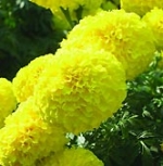 Vạn thọ Mỹ - Rodeo Yellow