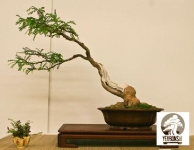 Cách phân loại bonsai