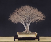 Các trường phái Bonsai trên thế giới