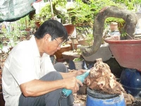 “Thắng đổ” - Người đưa bonsai lên sân thượng