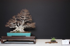 Các tác phẩm bonsai tại Triển lãm bonsai EBA in Lorca - P.1