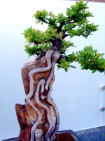 Ghép rễ cho bonsai 