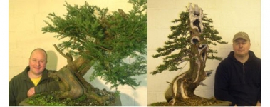 Cách tạo dáng bonsai cho cây thủy tùng