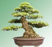 Giá trị thẩm mỹ của bonsai 