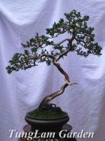 Nguồn gốc bonsai