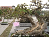 Bonsai nhập môn