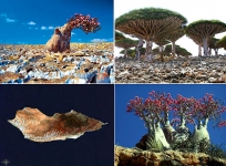 Kỳ hoa dị thảo trên vùng đảo huyền bí Socotra