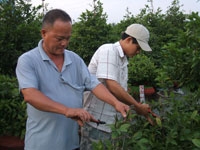 Tỷ phú ghép mai