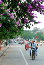 Hoa bằng lăng thơ mộng đầu hè