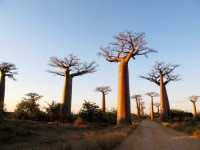  Bao báp khổng lồ ở Madagascar