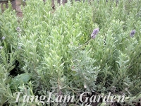 Hoa Oải hương (Lavender) ra hoa lần đầu tiên tại Hà Nội