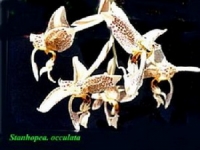 Lan Stanhopea