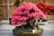  Bonsai đỗ quyên đẹp