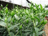 Kỹ thuật trồng giống hoa Lily Sorbonne