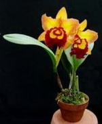 Lan Cattleya