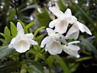 Dendrobium polyanthum hay Den.Cretacium (Hoàng thảo vôi)