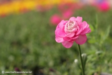 Persian Buttercup tuyệt sắc giữa thiên nhiên