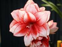 Hoa Loa kèn đỏ (Amaryllis) tượng trưng cho lòng kiêu hãnh