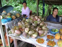 Cây nắp ấm khổng lồ 