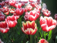 Tulip ơi, vì đâu nàng đẹp thế?