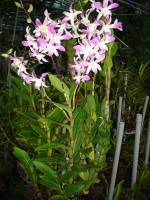 ĐẸP LẮM HOA LAN DENDROBIUM “nắng”