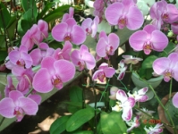 CHĂM SÓC LAN HỒ ĐIỆP (Phalaenopsis)