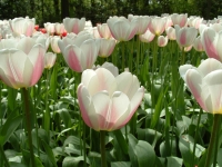 Kỹ thuật trồng hoa Tulip 