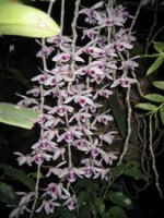 Cách trồng Hoàng thảo (Dendrobium)