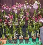 Để có một chậu lan Dendrobium đẹp