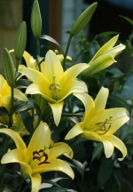  Xử lý củ giống hoa lily