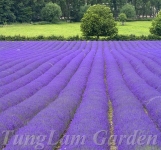 Hoa Oải Hương - Lavender