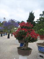 Bonsai, cây cảnh tại Festival Đà Lạt 2012 phần 1