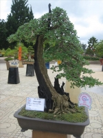 Bonsai, cây cảnh tại Festival Đà Lạt 2012 phần 2