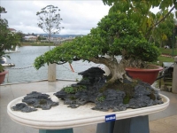 Bonsai, cây cảnh tại Festival Đà Lạt 2012 phần 3