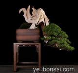 Bonsai cổ quái, kỳ dị, độc đáo