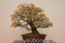 Bộ sưu tập cây bonsai có trái đẹp