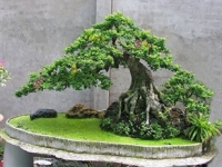 Hướng dẫn một số dáng, thế cổ của Bonsai Việt Nam