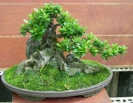 Cách tạo rêu cho cây bonsai và trên đá