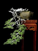 Những “xảo thuật” trong tạo tác Bonsai